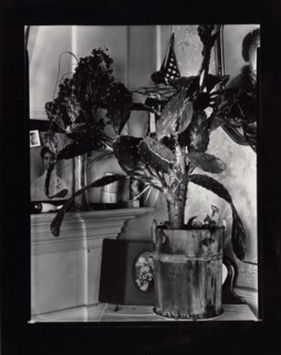 The Cactus Plant/Interior Detail of a Portuguese House, Truro, Massachusetts, 1930-1931. Creator: Walker Evans.