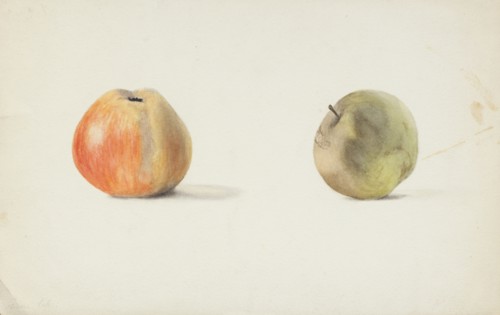 Two apples, late 19th century or first half of 20th century. Creator: Agnes Mary Webster.