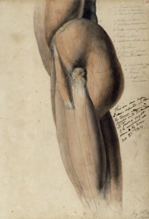 Anatomical drawing of the left side of the torso and upper leg, 30 June, 1805. Creator: Benjamin Robert Haydon.