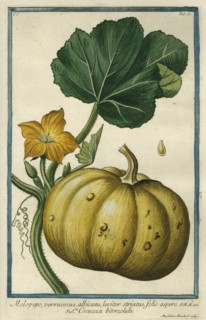 Melopepo (Summer Squash), from Giorgio Bonelli's Hortus Romanus, vol. I (1772). Creator: Maddalena Bouchard.