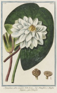 Nymphaea alba major, from Giorgio Bonelli's Hortus Romanus, vol. IV (1776). Creator: Maddalena Bouchard.