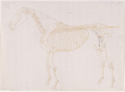 Working drawing of the Blood Vessels for 'The Fifth Anatomical Table of the Muscles ...', 1756. Creator: George Stubbs.