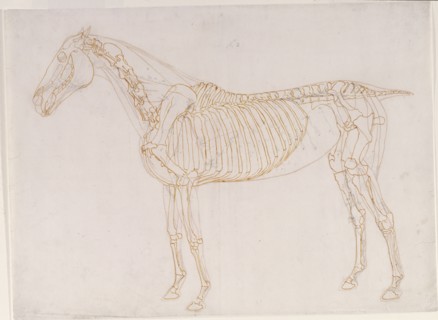 Working drawing of the Blood Vessels for 'The Second Anatomical Table of the Muscles ...', 1756. Creator: George Stubbs.