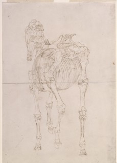 Measured working drawing for 'The Third Anatomical Table of the Skeleton of the Horse', 1756. Creator: George Stubbs.