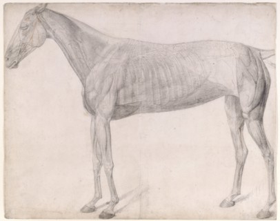 Working drawing for 'The First Anatomical Table of the Muscles ... of the Horse', 1756. Creator: George Stubbs.