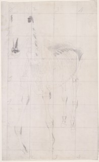 Working drawing for 'The Tenth Anatomical Table of the Muscles ... of the Horse', 1756. Creator: George Stubbs.