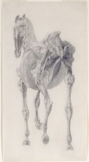 Finished study for 'The Fifteenth Anatomical Table of the Muscles ... of the Horse', 1756. Creator: George Stubbs.