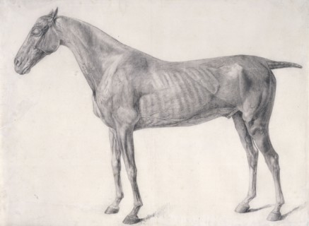 Finished study for 'The First Anatomical Table of the Muscles ... of the Horse', 1756. Creator: George Stubbs.