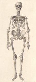 Human Skeleton:  frontal view (A comparative anatomical exposition of the human body..., 1804-06. Creator: George Stubbs.