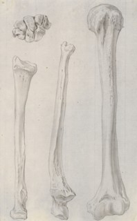 Studies of the bones of the legs, relating to Cheselden's `Osteographia', 1733. Creator: Gerard Vandergucht.