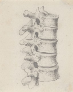 The vertebrae of the loins, relating to Cheselden's `Osteographia', by 1733. Creator: Gerard Vandergucht.