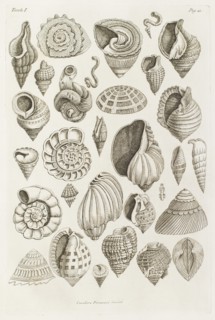 Different shells thought to inspire the forms of Etruscan vases, 1769.  Creator: Giovanni Battista Piranesi.