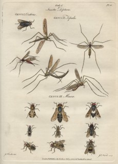 'Insecta Diptera' (Flies), 9 February 1780. Creator: James Newton.