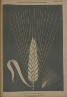 Ear of Hordeum zeokriton, 1874. Creator: Johann Eduard Jacobsthal.