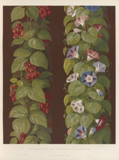 The french bean and the convolvolus from nature, 1850.  Creator: Ludwig Gruner.