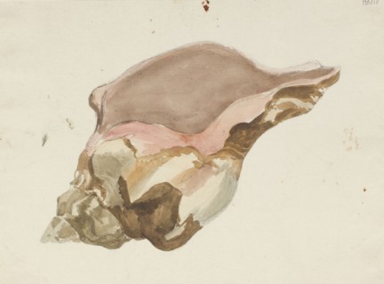 A conch shell,  c1770-1810. Creator: Philip Reinagle.