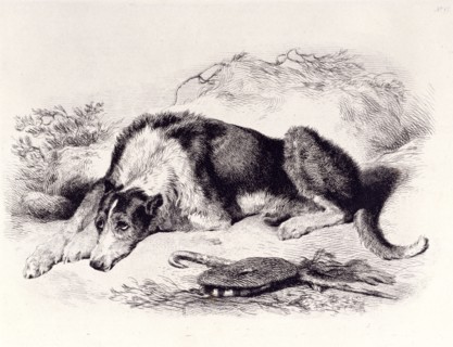 A Shepherd's Dog, c1860. Creator: Edwin Henry Landseer.