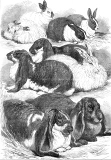 Prize rabbits at the Crystal Palace Show, 1872. Creator: Unknown.