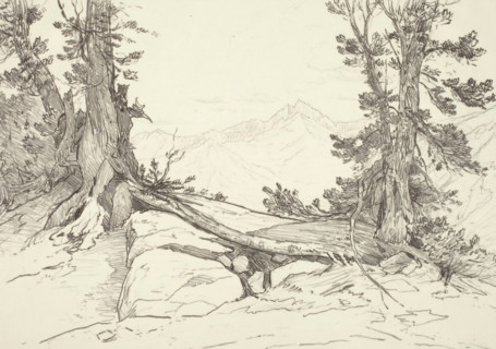 Sierra Pines, 1924. Creator: Bolton Coit Brown.