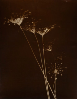 Untitled, 1923-1929. Creator: Curtis Moffat.