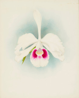 Orchid: Laelia purpurala, 1907. Creator: Frederick William Bolas.