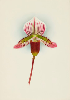 Orchid: Cypripedium Smithae, 1907. Creator: Frederick William Bolas.
