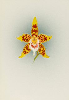 Orchid: Odontoglossum Crawshayanum, 1908. Creator: Frederick William Bolas.