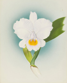 Orchid: Cattleya Schroderae, 1908. Creator: Frederick William Bolas.