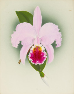 Orchid: Cattleya, 1908. Creator: Frederick William Bolas.