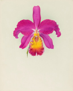 Orchid: Laelio - Cattleya, 1917. Creator: Frederick William Bolas.