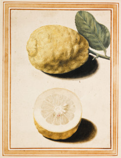 Adam's Apple (Pomum Adami Rheginum), about 1640. Creator: Vincenzo Leonardi.