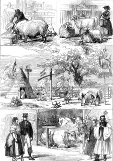 Prize animals at the International Cattle Show of the Vienna Exhibition, 1873. Creator: Unknown.
