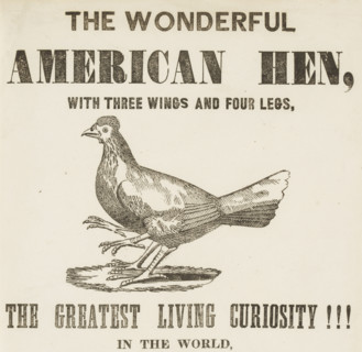 The Wonderful American Hen with three wings and four legs, 1837. 'The Greatest Living Curiosity!!!'