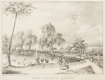 Surry Zoological Gardens, 1836. The Gardens were opened to rival London Zoo, as a way of displaying