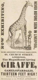 The Magnificent Living Giraffe, or Camelopardalis, Thirteen Feet High!, c1836. 'Now Exhibiting,