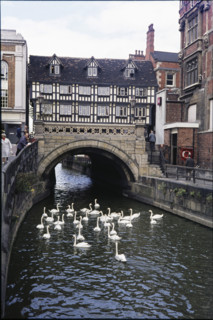Swans on the River Witham in front of High Bridge seen from the east, High Street, Lincoln,