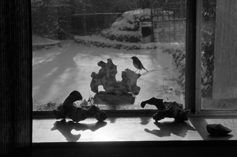 A view through the kitchen window towards a robin perched on sculptural bird table in the garden of