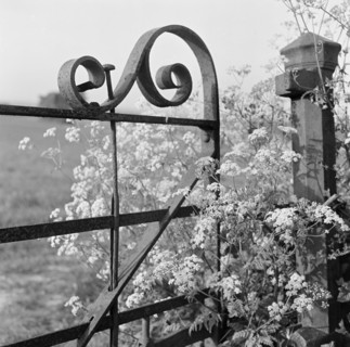A detail view of cow parsley growing through a decorative scrolled wrought-iron gate and gatepost