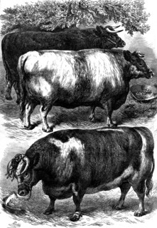 Smithfield Club Cattle Show: prize oxen, 1873. 'The beasts represented in our Illustrations, which
