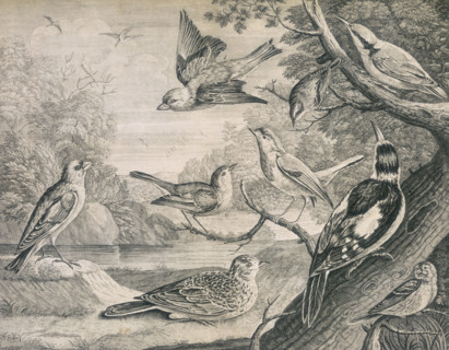 Various birds, 1726. Nine different birds, including the hen skylark and the cock golden crowned