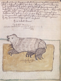 A walrus, 1677. From "Narrative of the first part of Sir Francis Drake 's second voyage around the