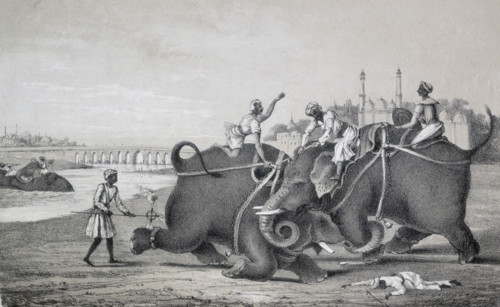 Elephants fighting, India, 1850. Two elephants attacking eachother; one man has fallen or been
