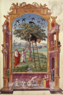 Illustration of the Other Parable, 1582. A man climbs a ladder leaning against a golden fruit tree
