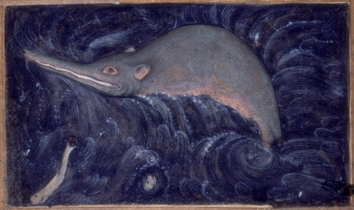 Ganges River Dolphin, 1590.