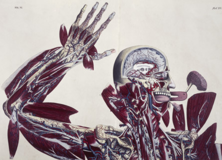 Anatomical drawing of the human body, c1825. The different brain and hand tissues. From "Planches