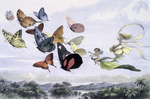'Water lilies and water fairies of the period', c1869-c1870. The Fairy Queen takes an airy drive in