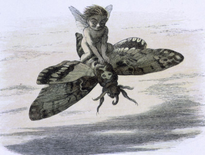 'Water lilies and water fairies of the period', c1869-c1870. Here one of them is flying on the back