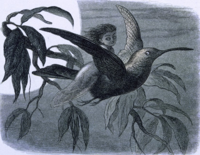 'Water lilies and water fairies of the period', c1869-c1870. A nymph flies on the back of a bird.