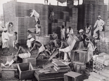 Making tea boxes, Bengal, c1920. Barefoot men and boys assembling crates for packing tea, watched