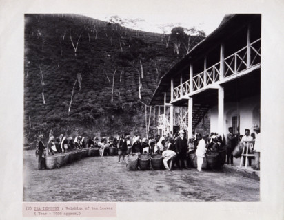 Weighing of tea leaves at a tea plantation, c1920. Women pickers wait with their baskets, as a